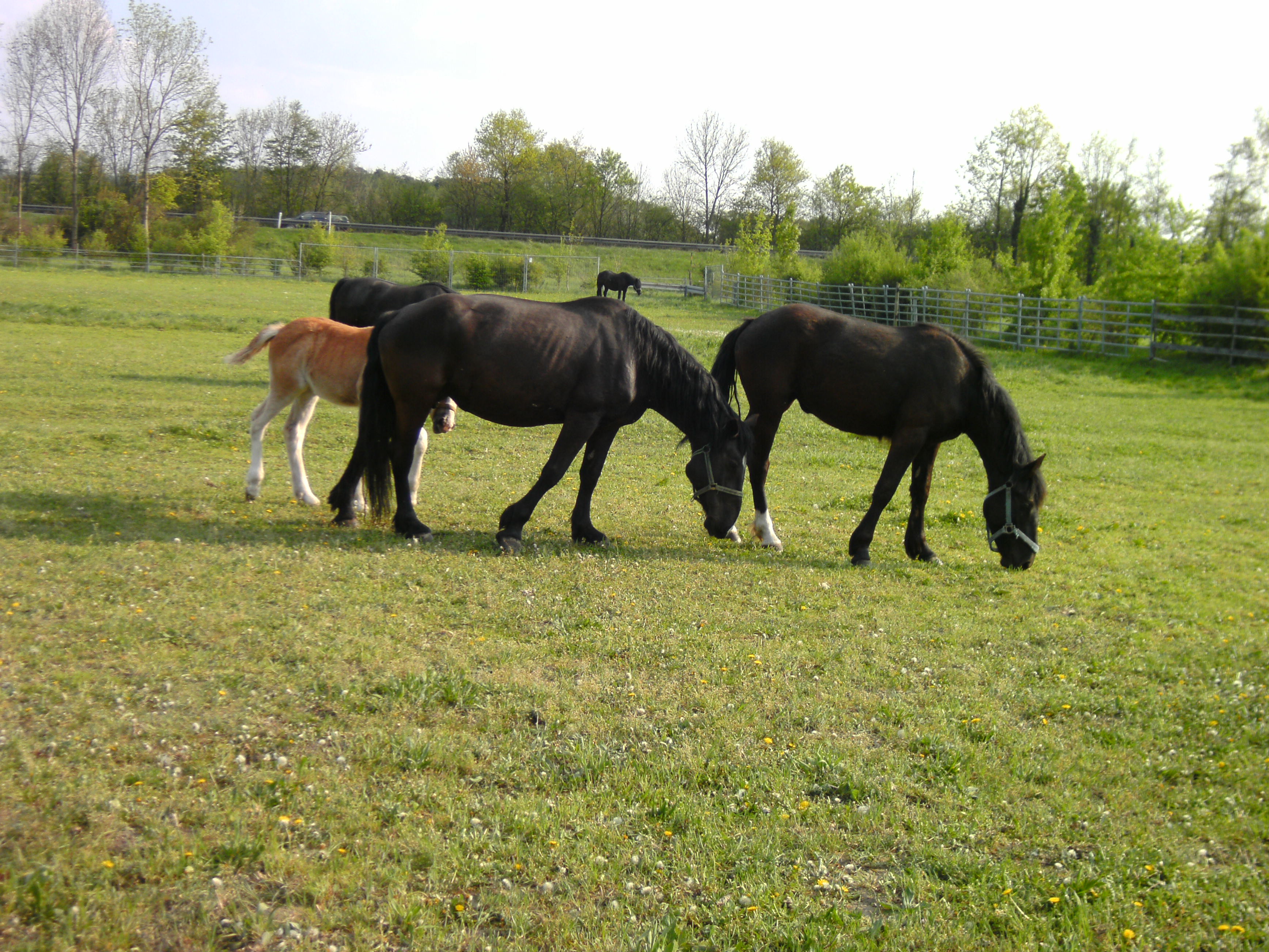 Here auf der Kopel 2011-04-22_16-38-55