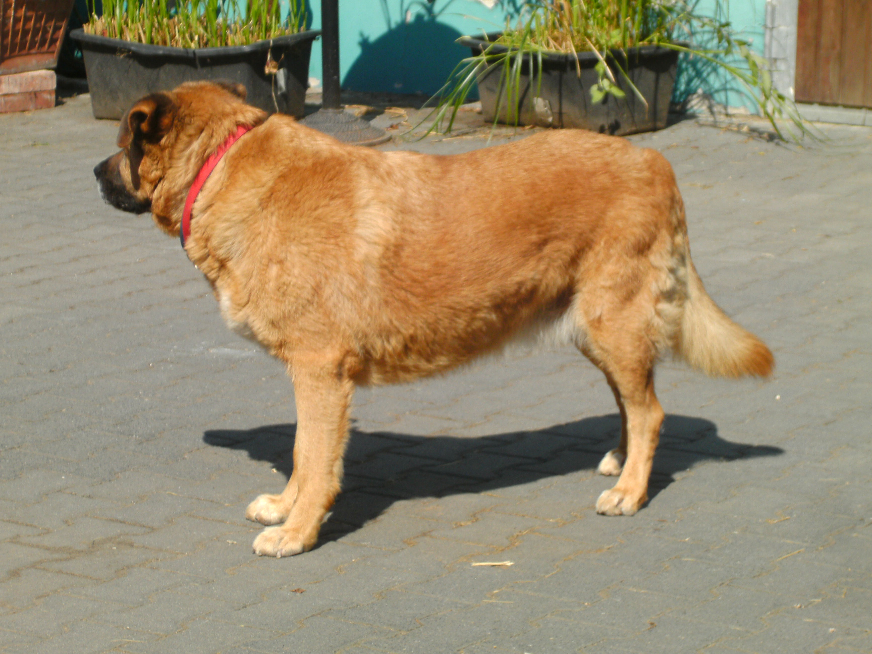 Hunde 2013-08-05_16-05-57