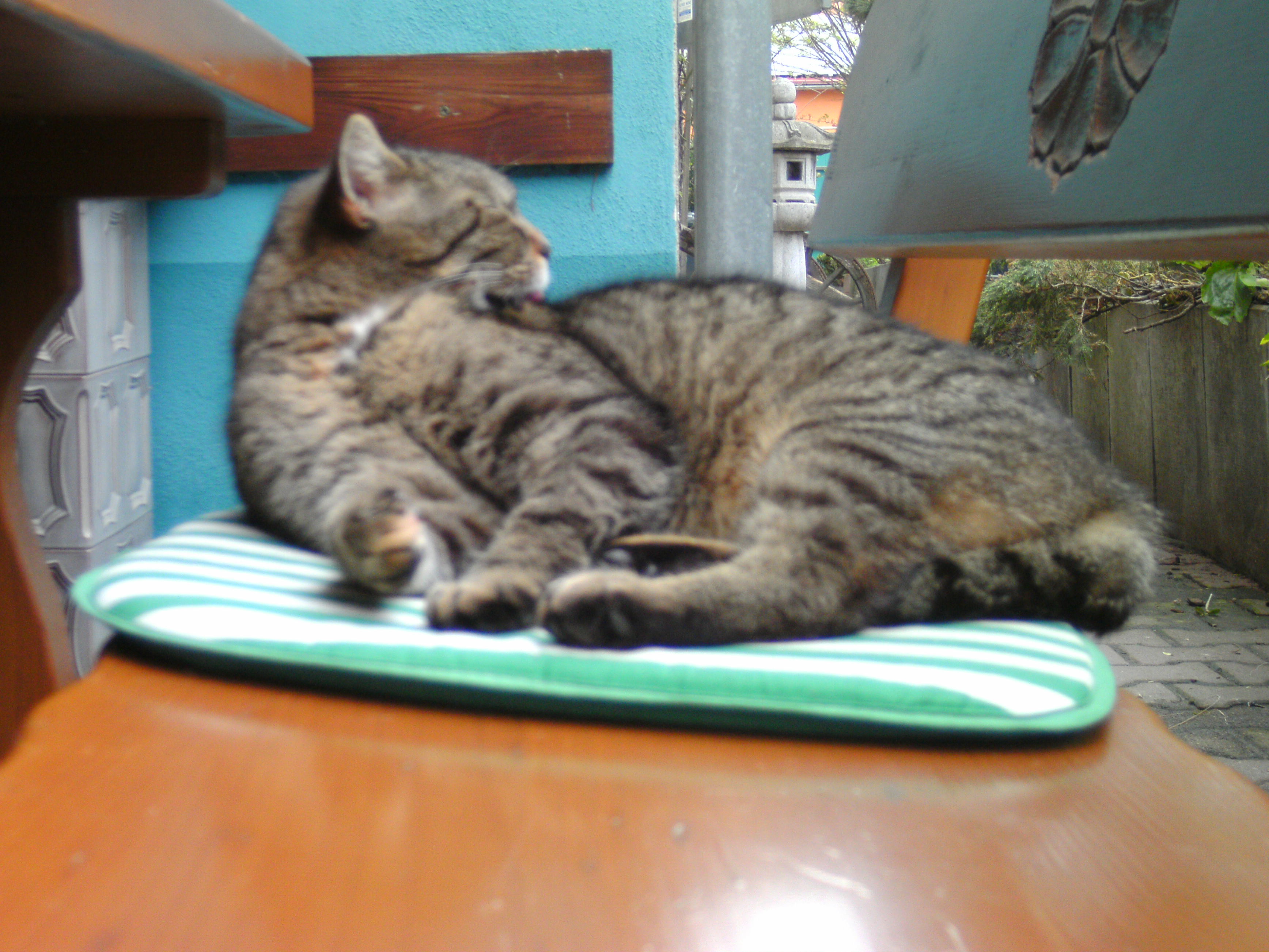 Katzen 2013-05-05_10-20-13