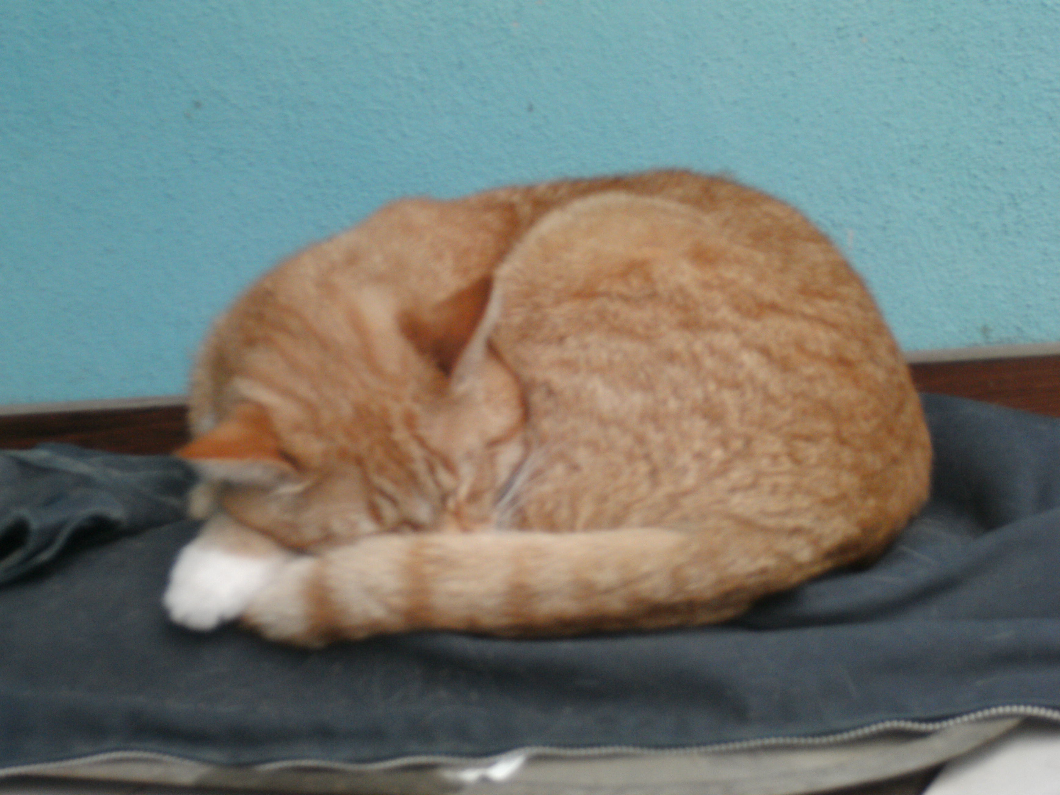 Katzen 2013-05-05_10-20-47