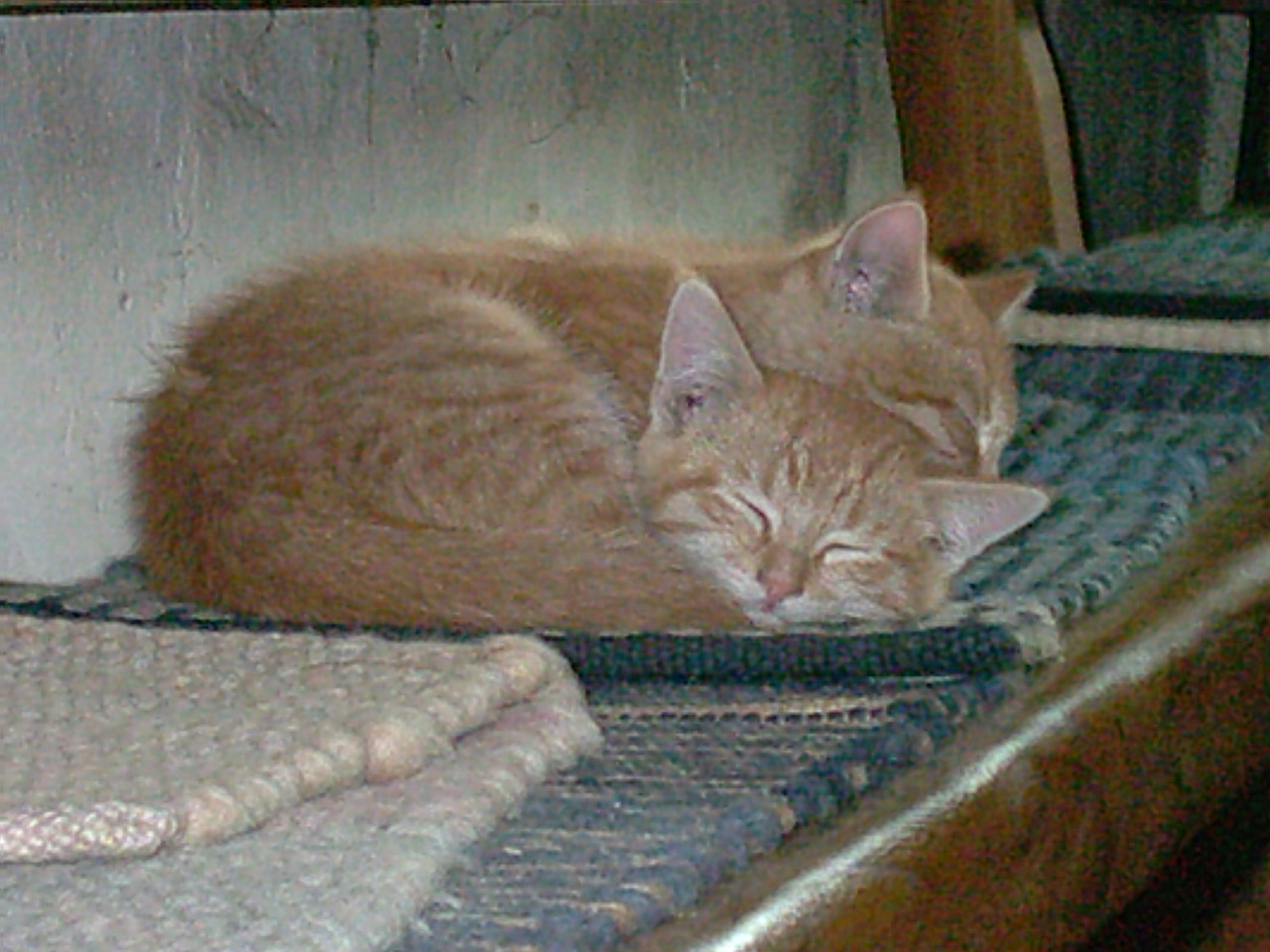 Katzen Foto�s 2002-01-01_10-10-00_07