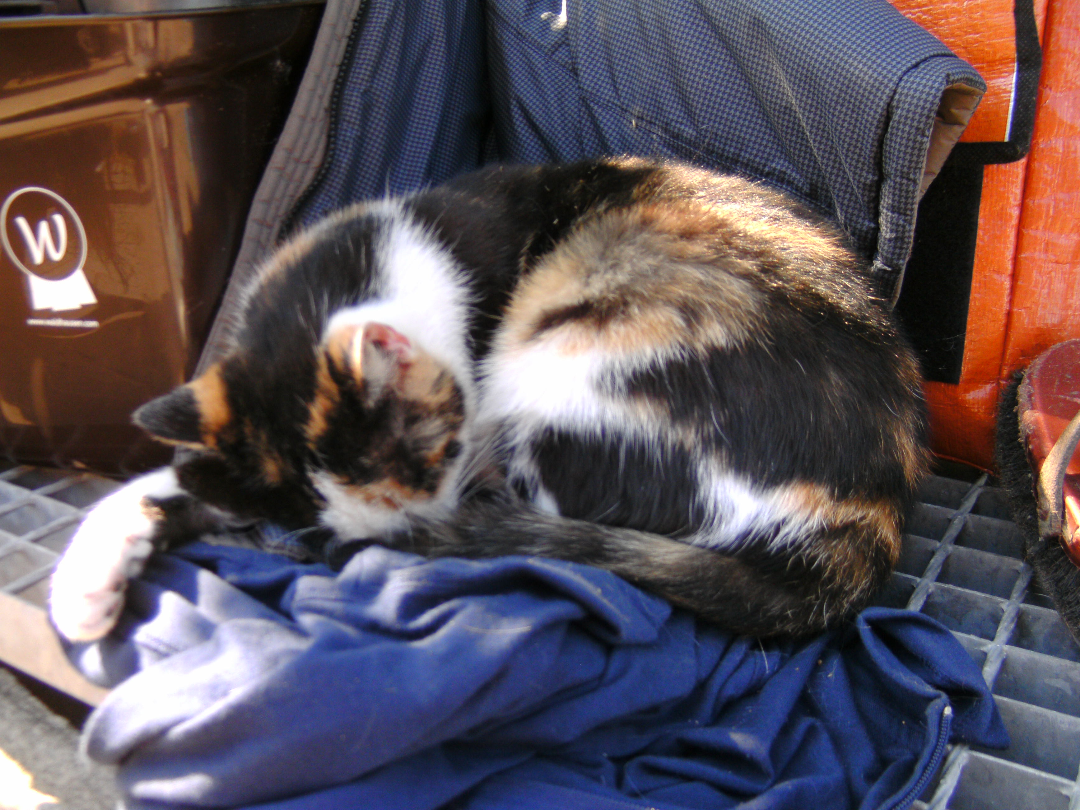 Katzen Foto�s 2013-05-28_16-11-05