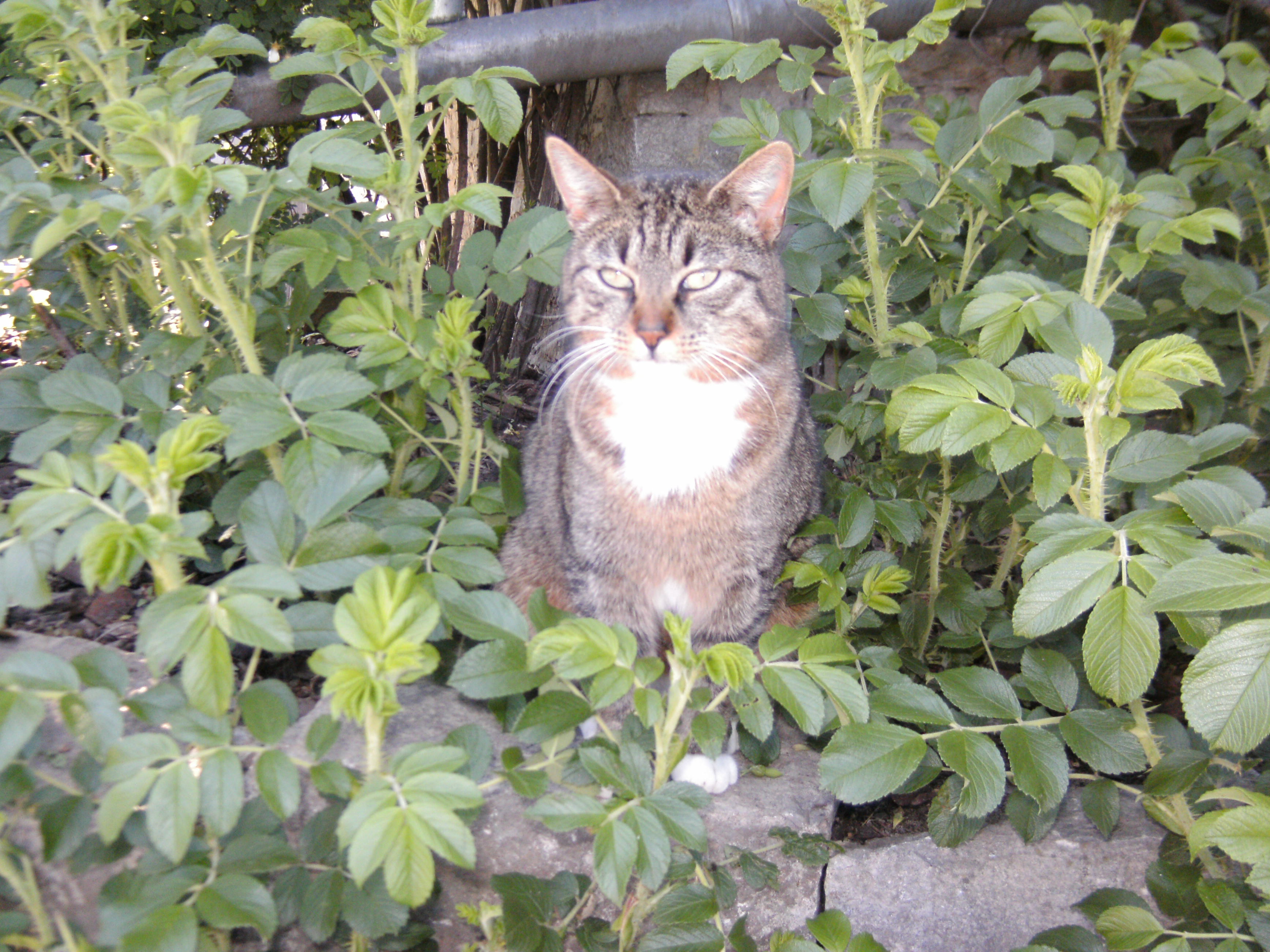 Katzen Foto�s 2013-05-28_16-12-06