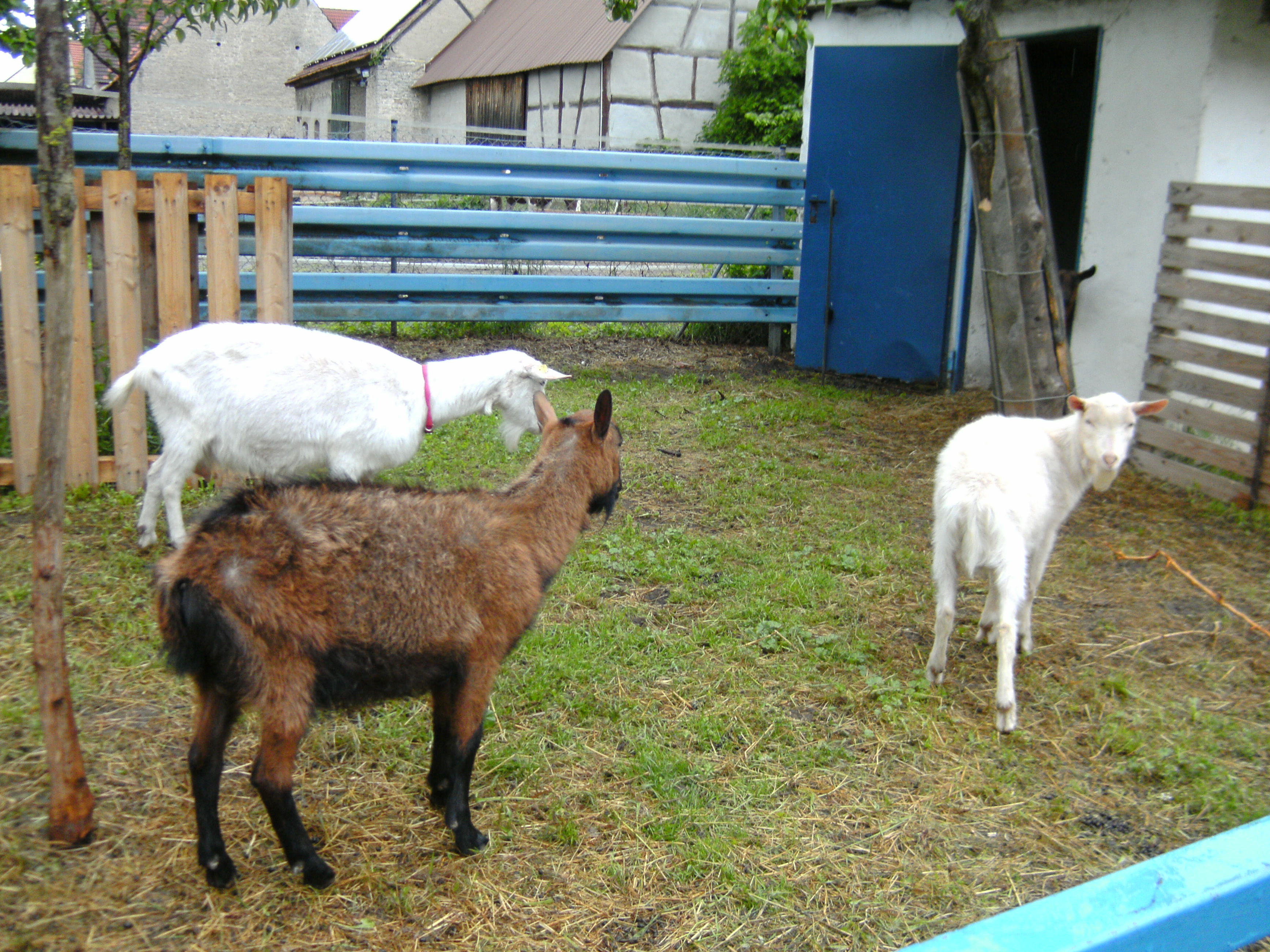 Ziegen Foto�s 2013-05-22_11-28-55