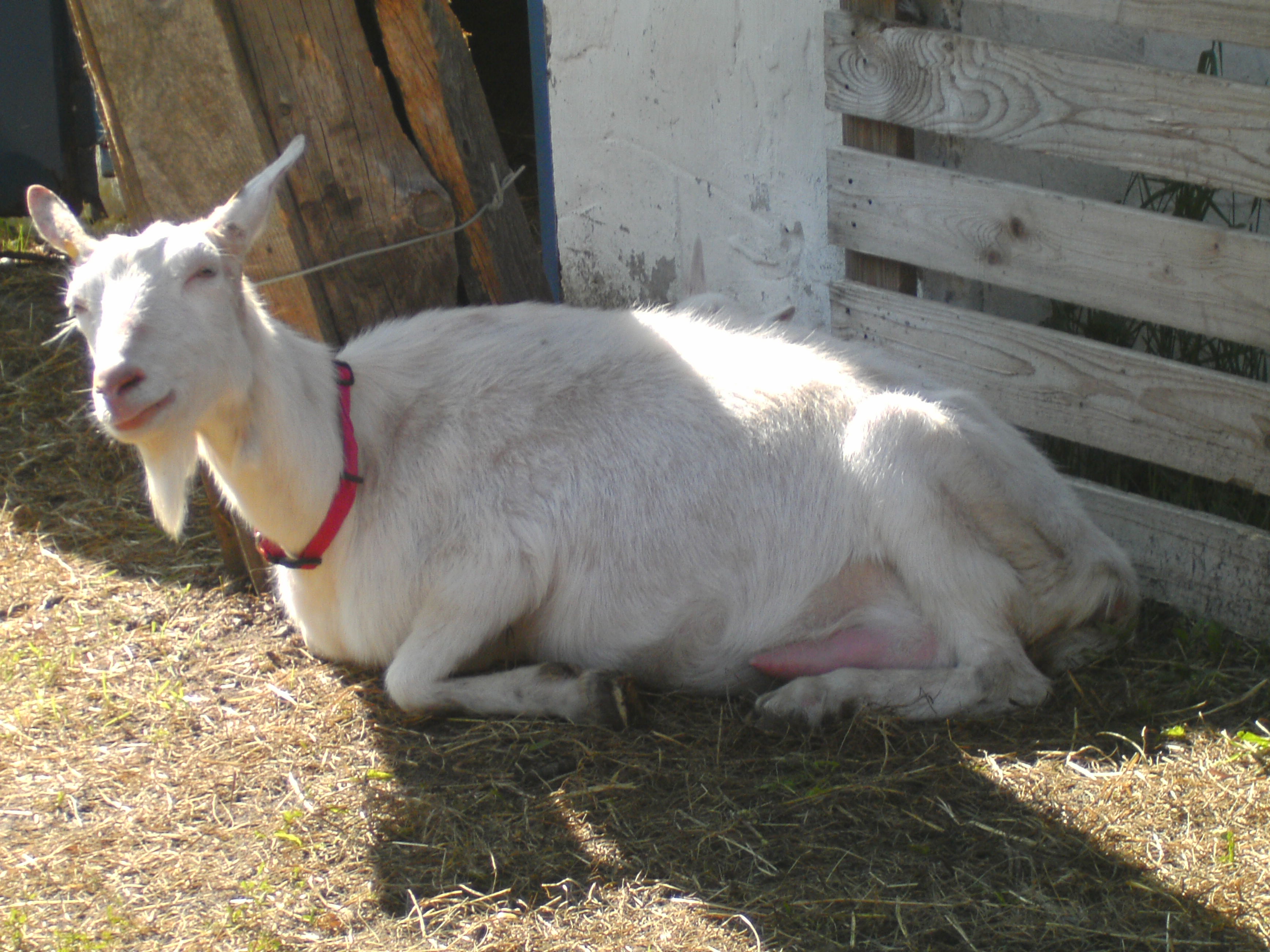 Ziegen Foto�s 2013-05-28_16-07-22