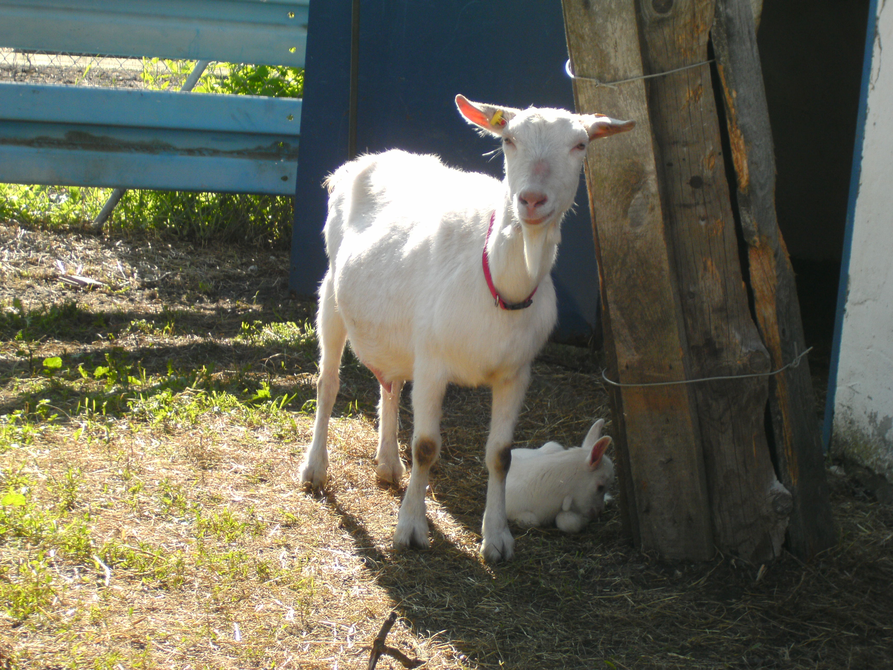 Ziegen Foto�s 2013-05-28_16-40-21